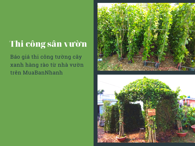 Báo giá thi công tường cây xanh hàng rào từ nhà vườn trên MuaBanNhanh