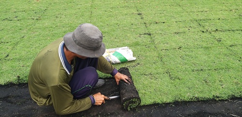 Báo giá trồng cỏ nhung Nhật Đức Tiến Phát