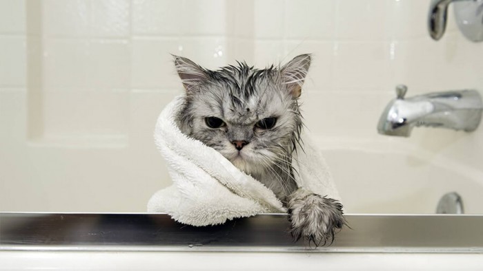 Dịch vụ tắm và Spa cho mèo - Meo Grooming Buôn mê Thuột