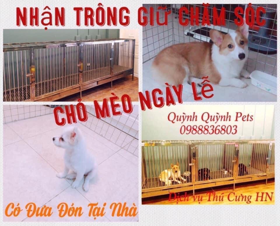 Khách sạn thú cưng trông giữ chăm sóc chó mèo Hà Nội
